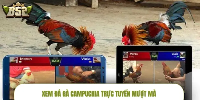 da-ga-campuchia-xem-da-ga